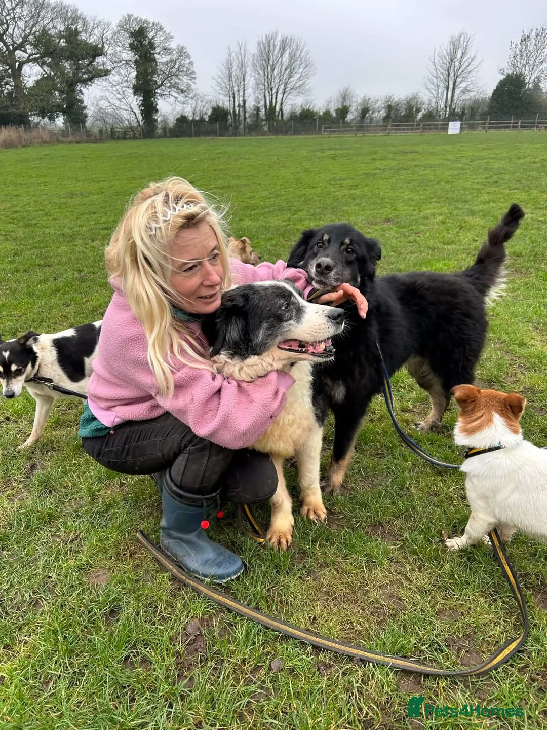 Mixed Breed dogs for adoption: Waffle - Norwich Norfolk  - Advert 16