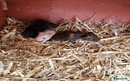 Guinea Pig rodents for sale: Furry guinea pigs - Image 1