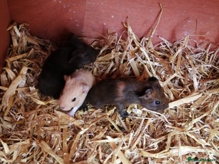 Guinea Pig rodents - Advert 36