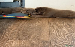 Labrador Retriever dogs for sale: Stunning silver / charcoal puppies - Image 14