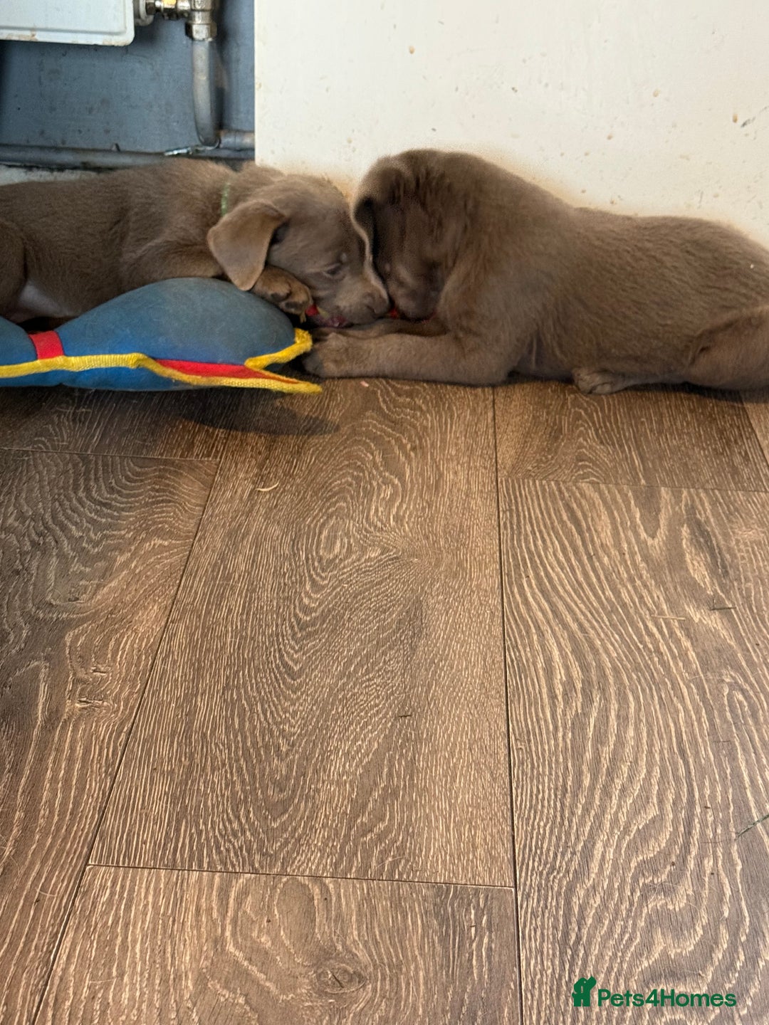 Labrador Retriever dogs for sale: Stunning silver / charcoal puppies - Image 14