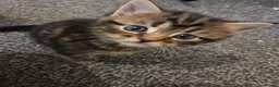 Mixed Breed cats for sale: 3 beautiful kittens  - Advert 9