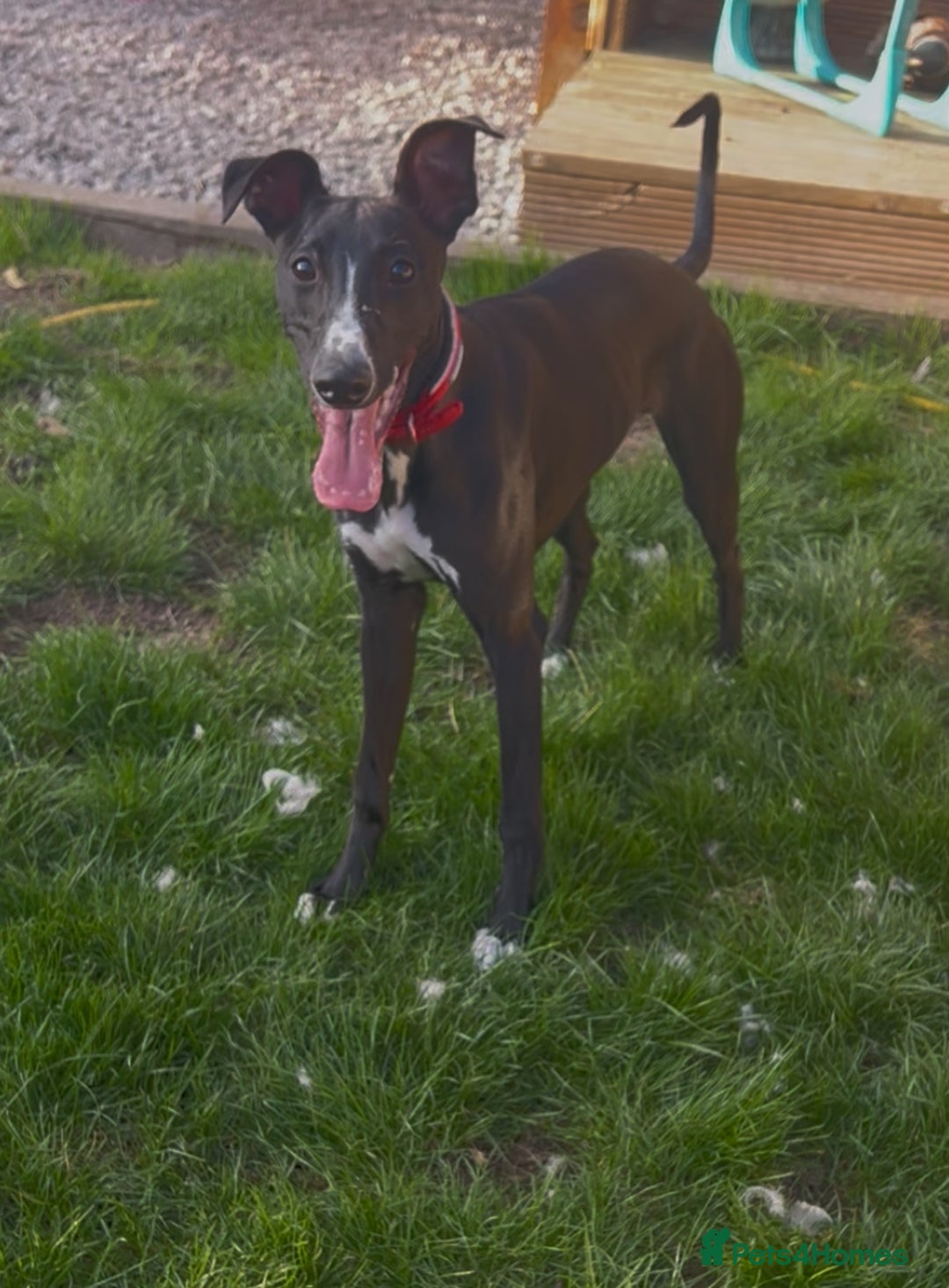 Whippet dogs for sale: Toby , 6 month old whippet  - Image 4