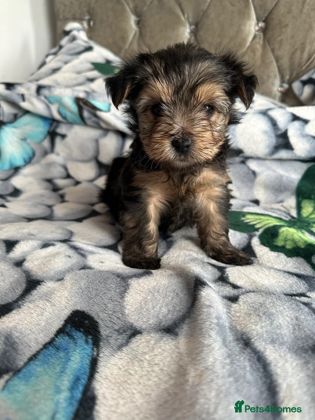 Yorkshire Terrier dogs for sale: 🐾✨ Tiny Paws, Big Love! ✨🐾 - Advert 5