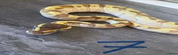 Python Snake reptiles for sale: Hatchling royal pythons. - Advert 18