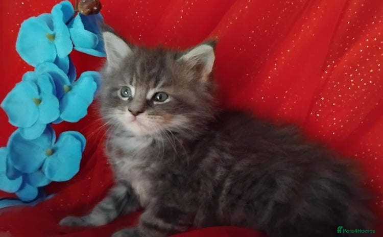 Maine Coon cats - Advert 3