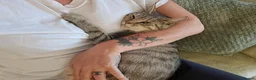 Mixed Breed cats for sale: 5 beautiful kittens in Great Yarmouth - Advert 1