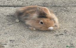 Mixed Breed rabbits for sale: Bunnies and rabbits for sale  - Image 1