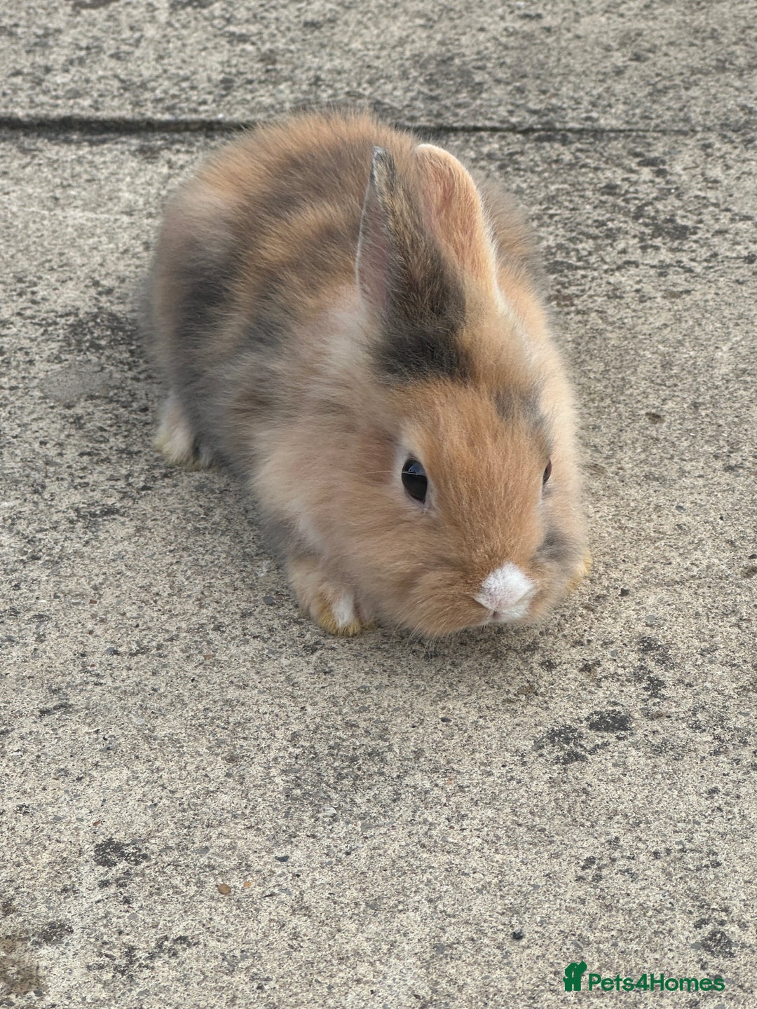 Mixed Breed rabbits for sale: Bunnies and rabbits for sale  - Image 1