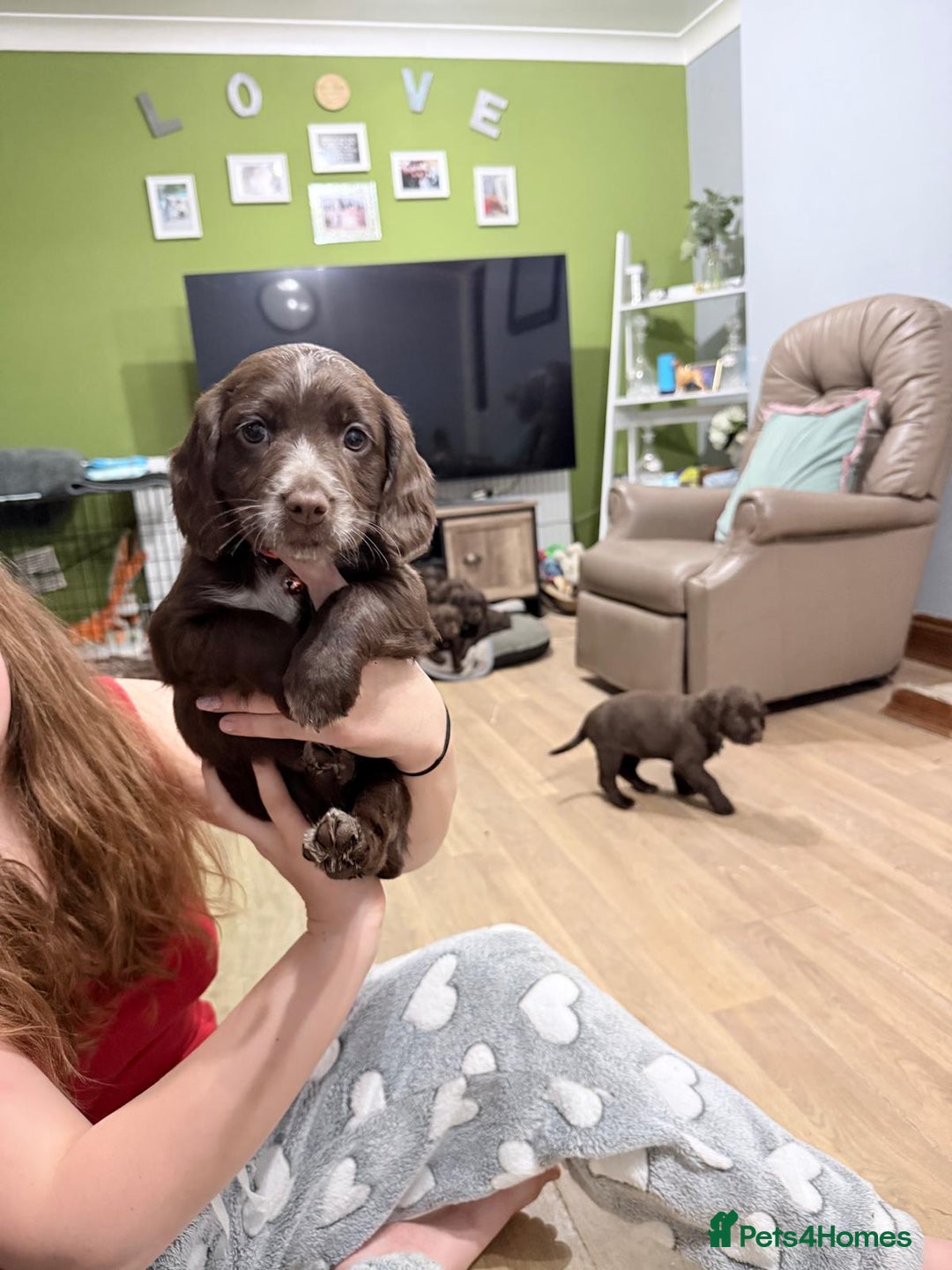 Sprocker dogs for sale: 4 LEFT Sprocker Spaniel Puppies EXCELLENT Breeding - Advert 22