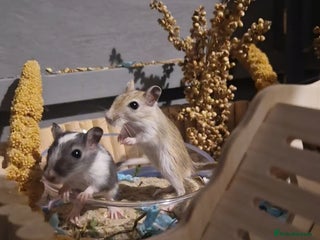 Gerbil rodents for sale - Advert 1
