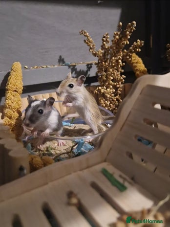 Gerbil rodents - Advert 1