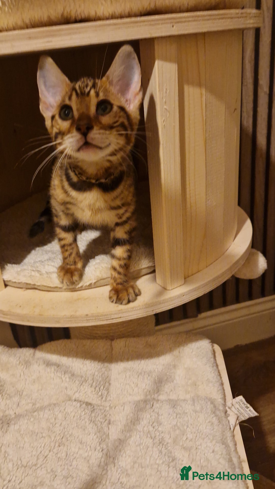 Bengal cats for sale: Beutifull kittens❤️ - Advert 19