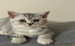 British Shorthair cats for sale: Pedigree|Champion Lines|GCCF Registered| - Image 10