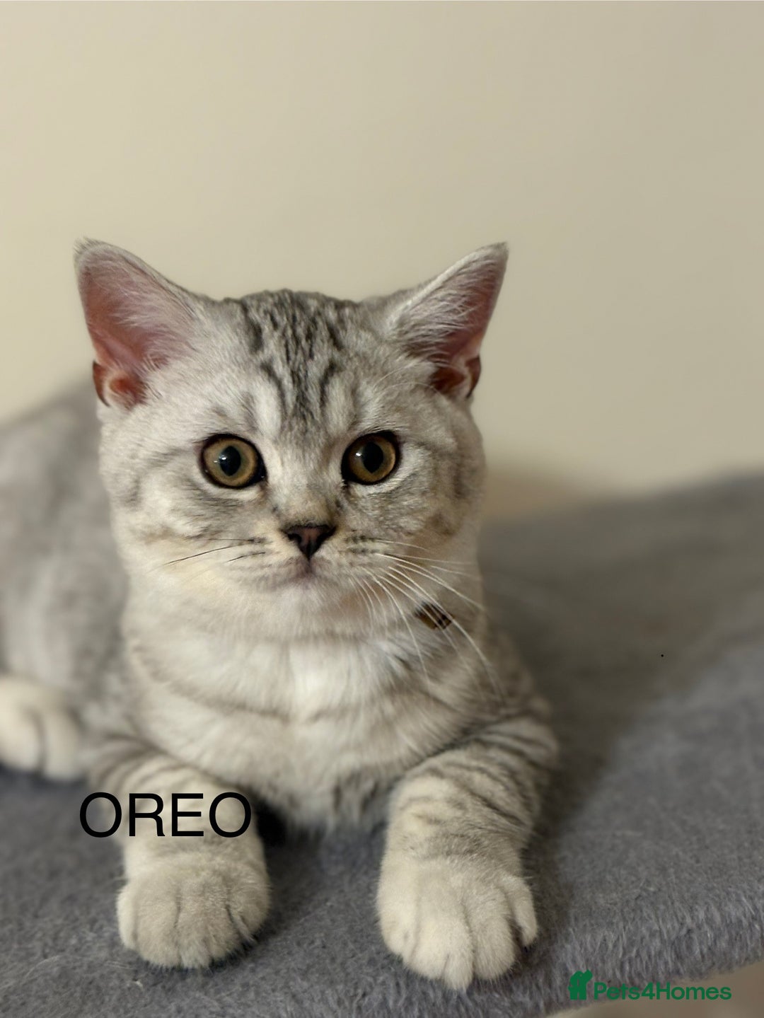 British Shorthair cats for sale: Pedigree|Champion Lines|GCCF Registered| - Image 10