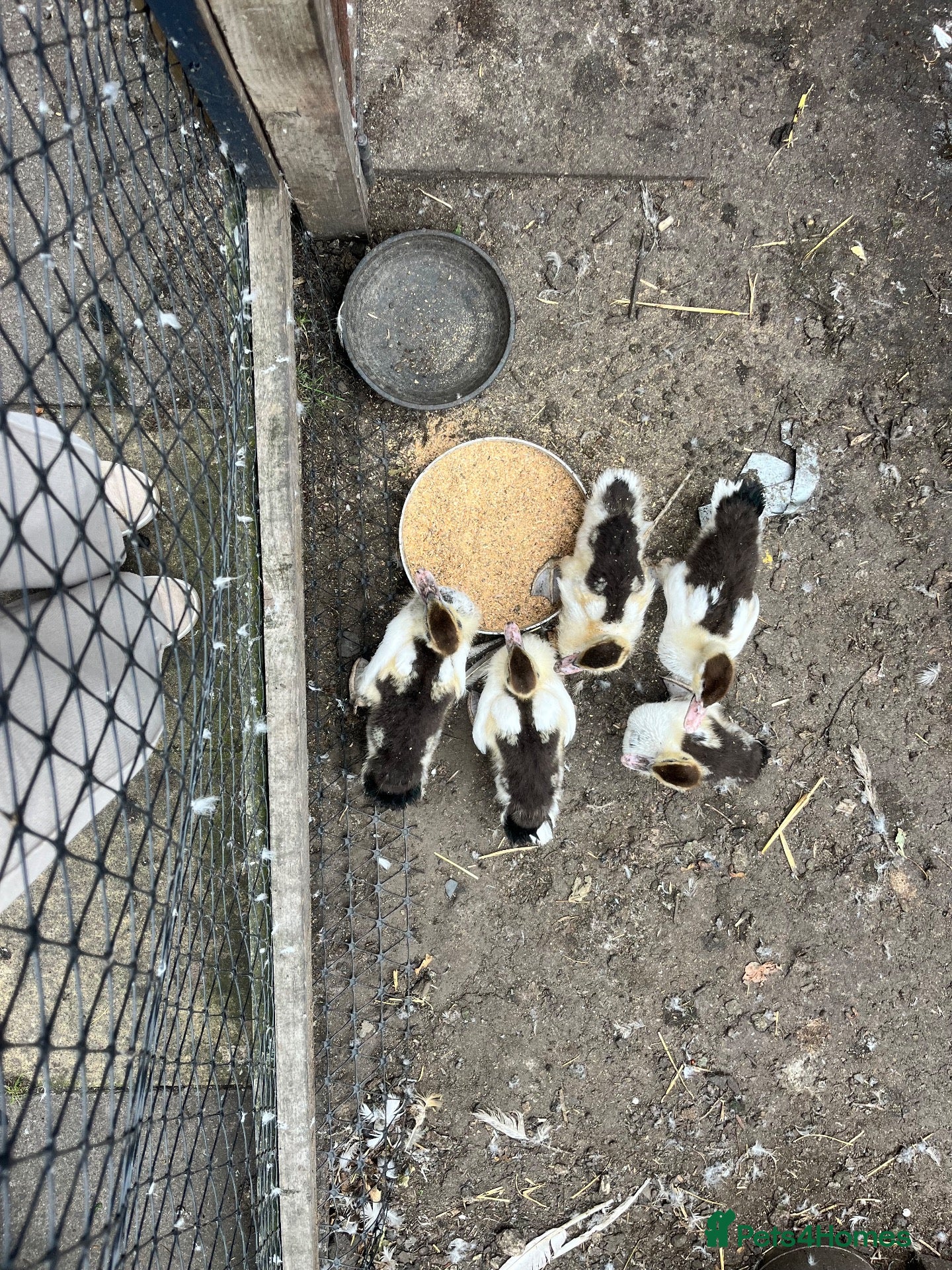 Ducks poultry Muscovy ducklings  - Advert 7