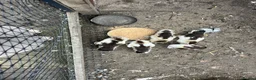 Ducks poultry for sale: Muscovy ducklings  - Advert 1