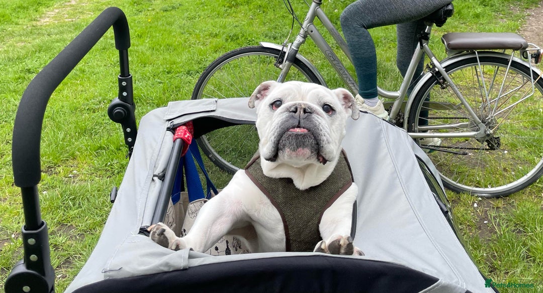 English Bulldog dogs for sale: English Bulldog Looking For New Home  - Advert 1
