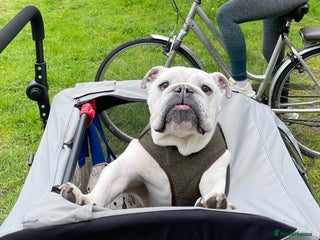English Bulldog dogs English Bulldog Looking For New Home - Advert 4