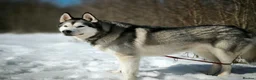 Siberian Husky dogs for adoption: 💙🐶 HAMMER – NOT TYPICAL HUSKY… AND THAT’S MAGIC in Burton-on-Trent - Advert 21