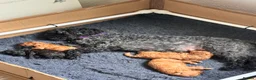 Toy Poodle dogs for sale: Beautiful Toy Poodle Puppies – Leeds in Leeds - Advert 2