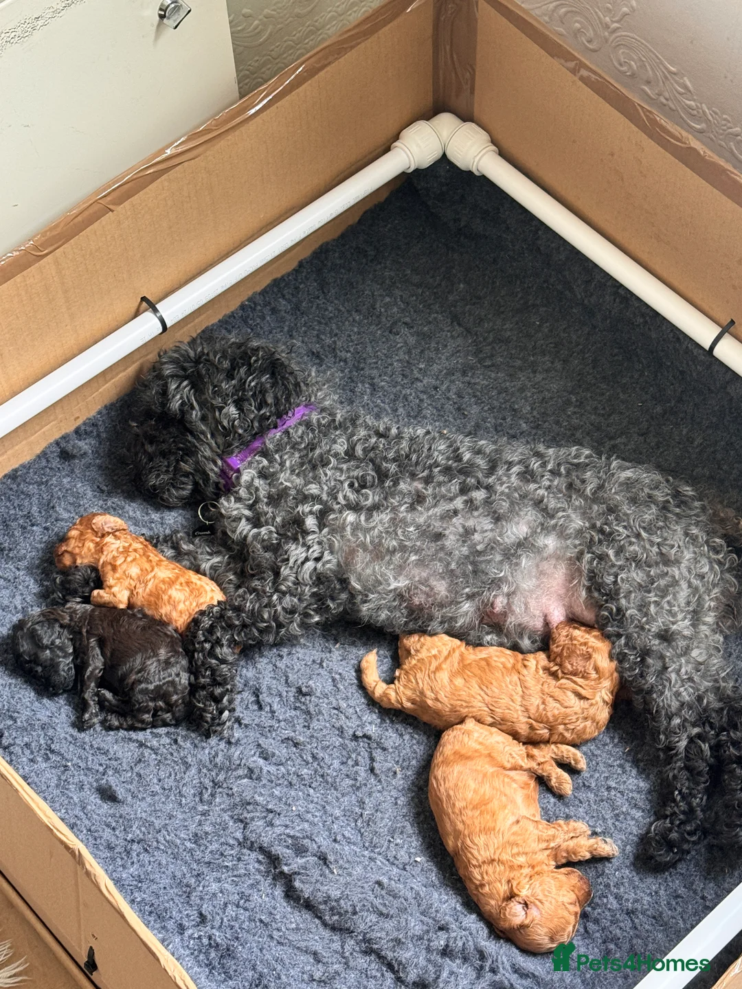 Toy Poodle dogs for sale: Beautiful Toy Poodle Puppies – Leeds in Leeds - Advert 2