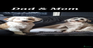 Tibetan Terrier dogs - Advert 5