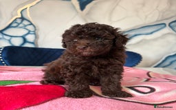 Toy Poodle dogs for sale: 1 Male & 1 Female Toy Poodle - Image 5