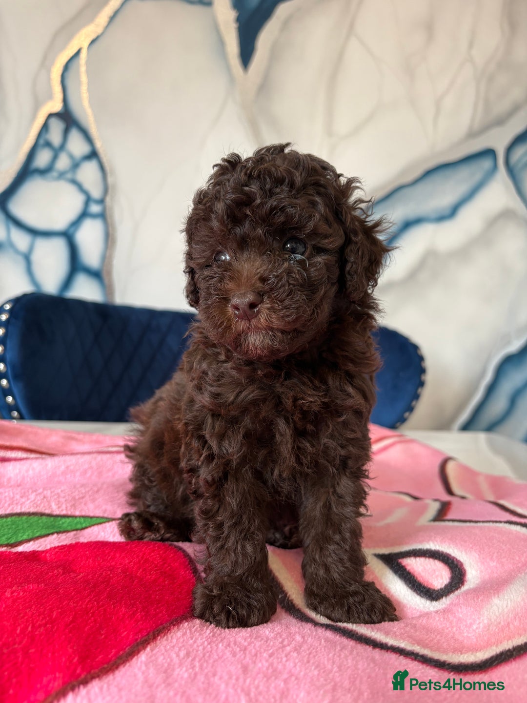 Toy Poodle dogs for sale: 1 Male & 1 Female Toy Poodle - Image 5