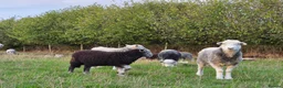 Sheep livestock for sale: Herdwick ewes and lambs for sale - Advert 5