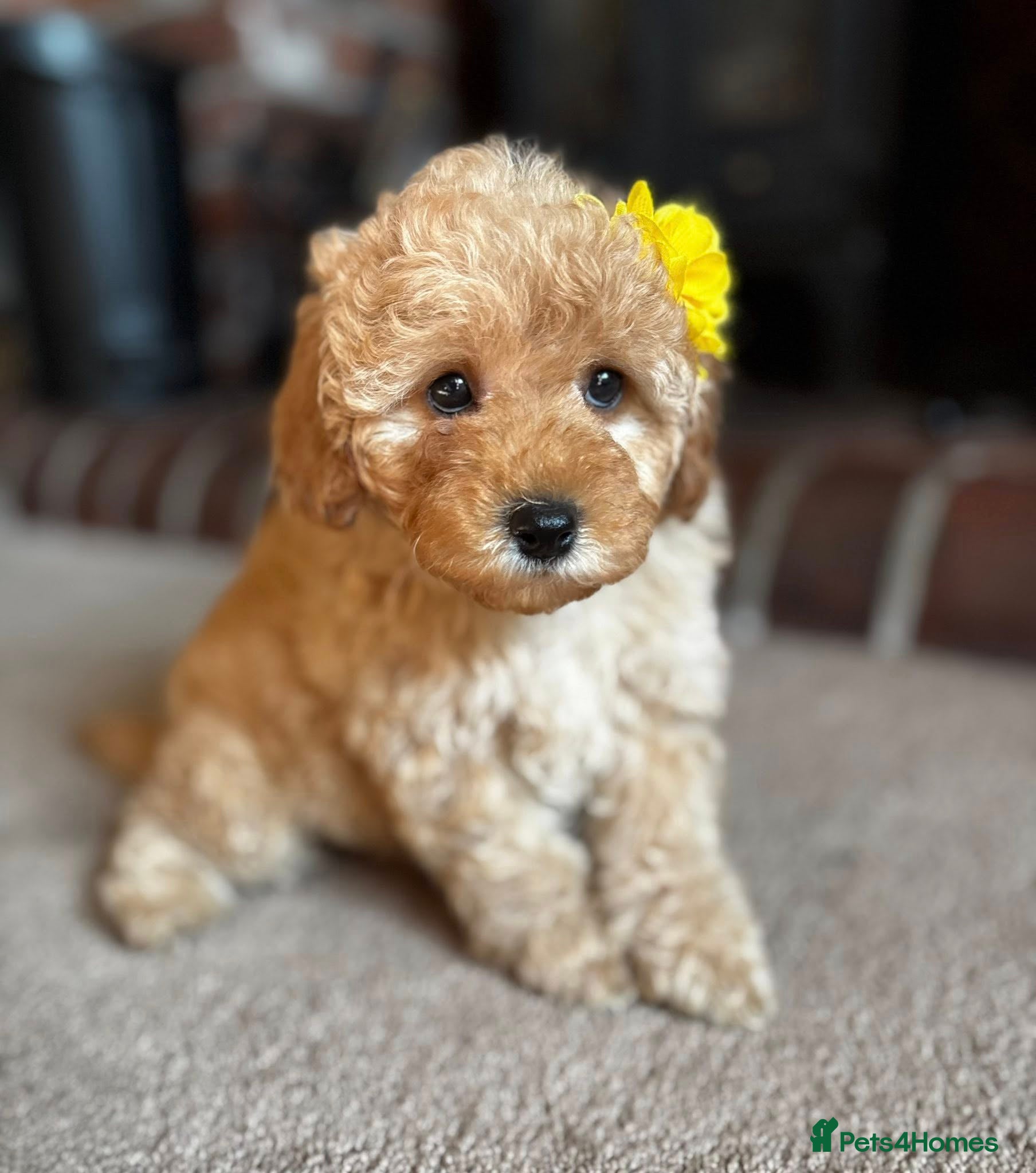 Cavapoo dogs Molly-Mae -F1b Golden Girl available  - Advert 14