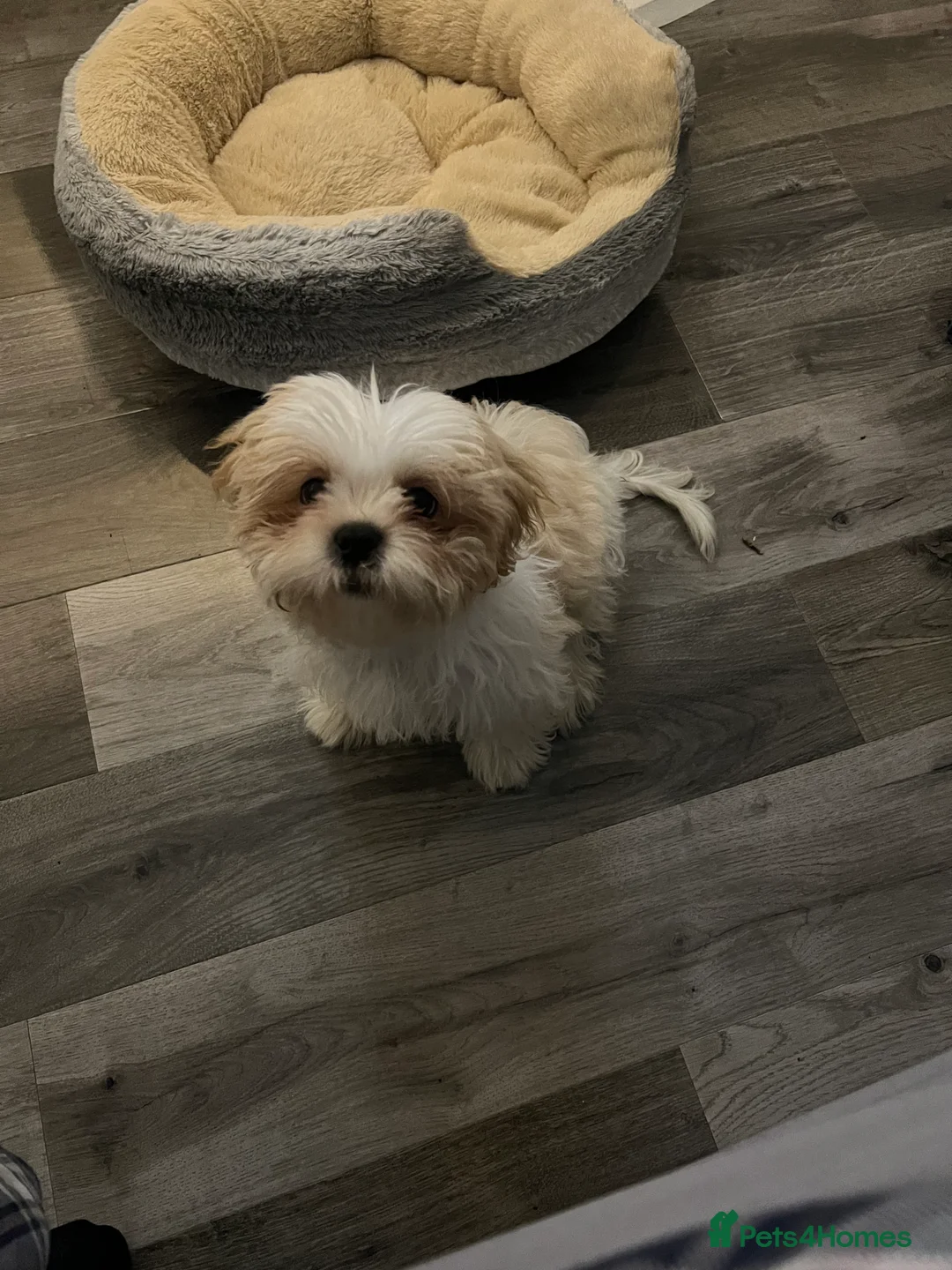 Malshi dogs for sale: Beautiful Malshi needs new home - Advert 9