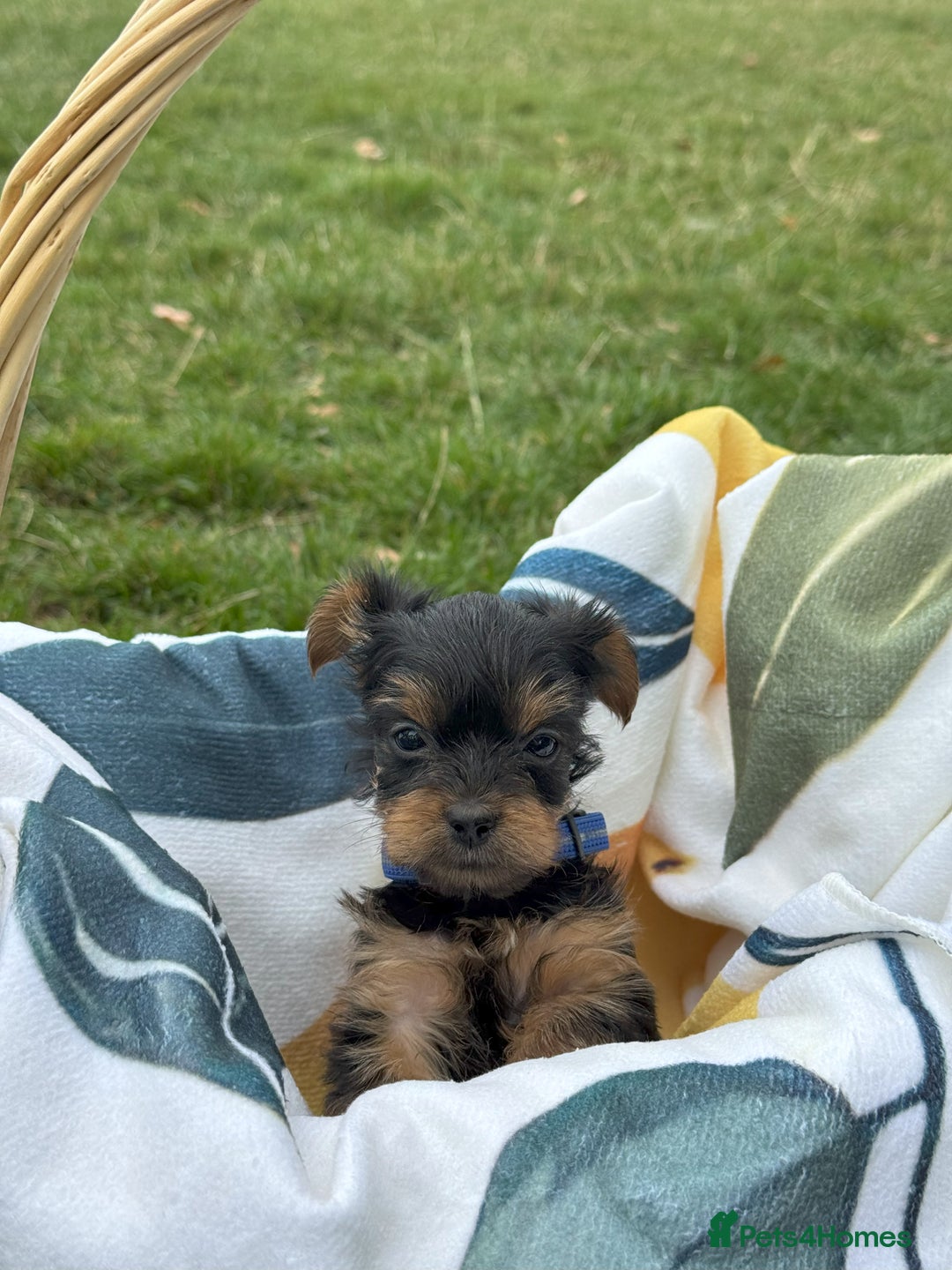 Yorkshire Terrier dogs for sale: Mini Yorkshire Terrier Puppies looking for Home - Image 6