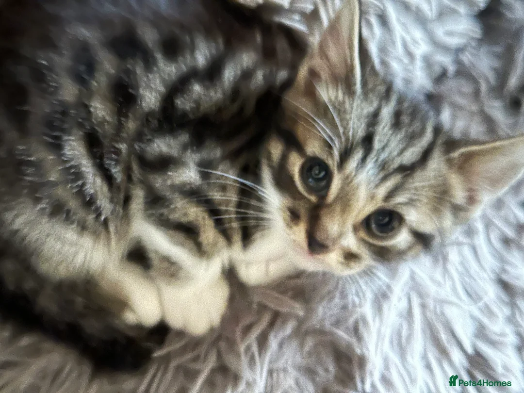 Domestic Shorthair cats for sale: Adorable Kittens Looking for Loving Homes! - Advert 6