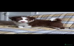 Australian Shepherd dogs for sale: Australian Shepherd puppies looking for new home in Peterborough - Image 11