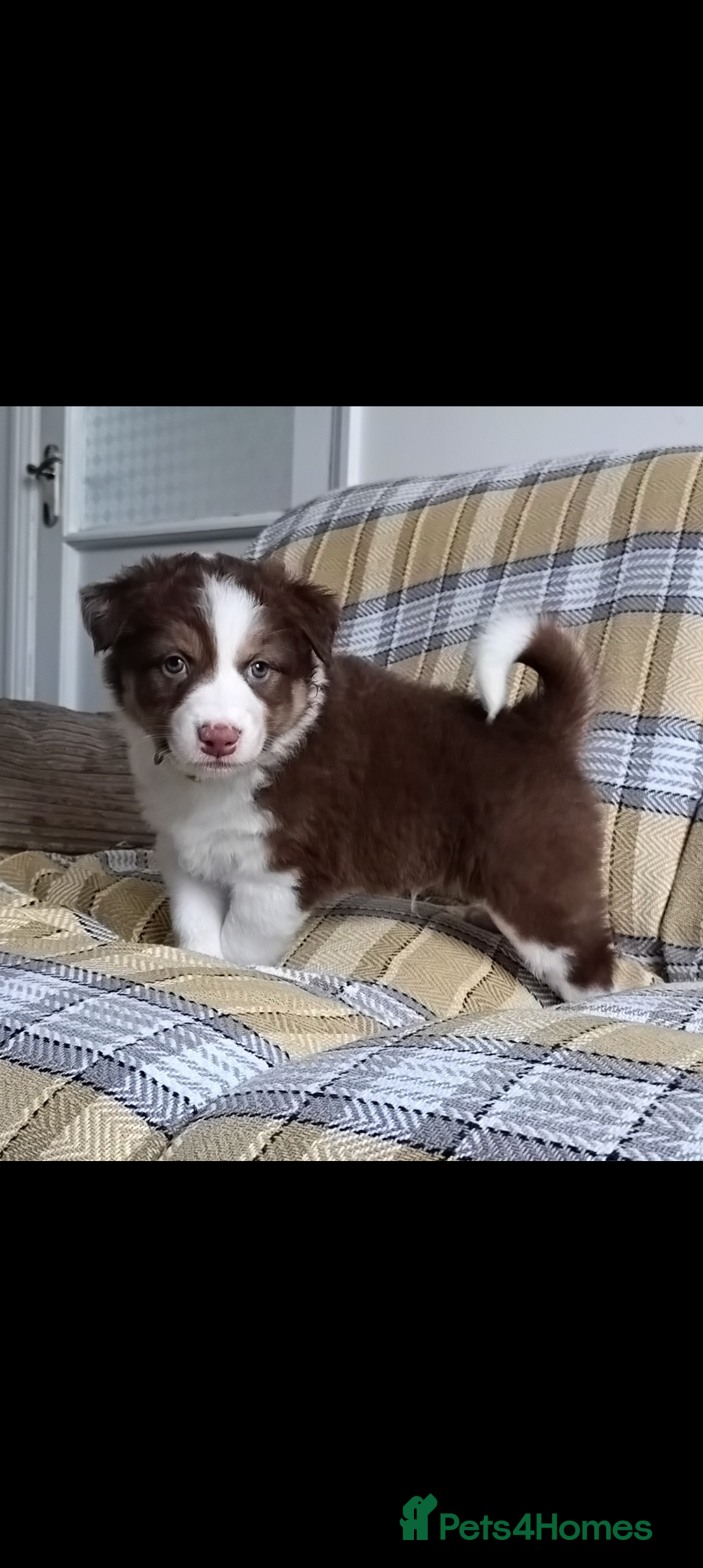 Australian Shepherd dogs for sale: Australian Shepherd puppies looking for new home in Peterborough - Image 11
