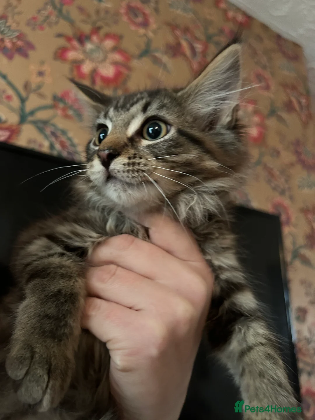 Maine Coon cats for sale: Maine coon cross - Advert 5