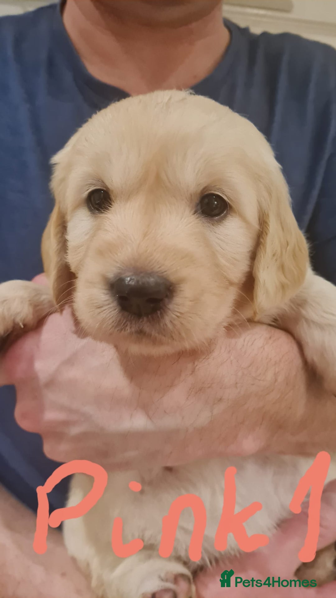Golden Retriever dogs for sale: Golden Retriever puppies - Advert 10