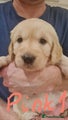 Golden Retriever Puppy 5