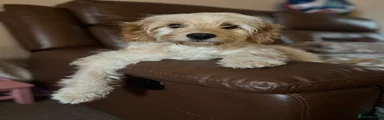 Teddy-beautiful 3 year old Cockapoo