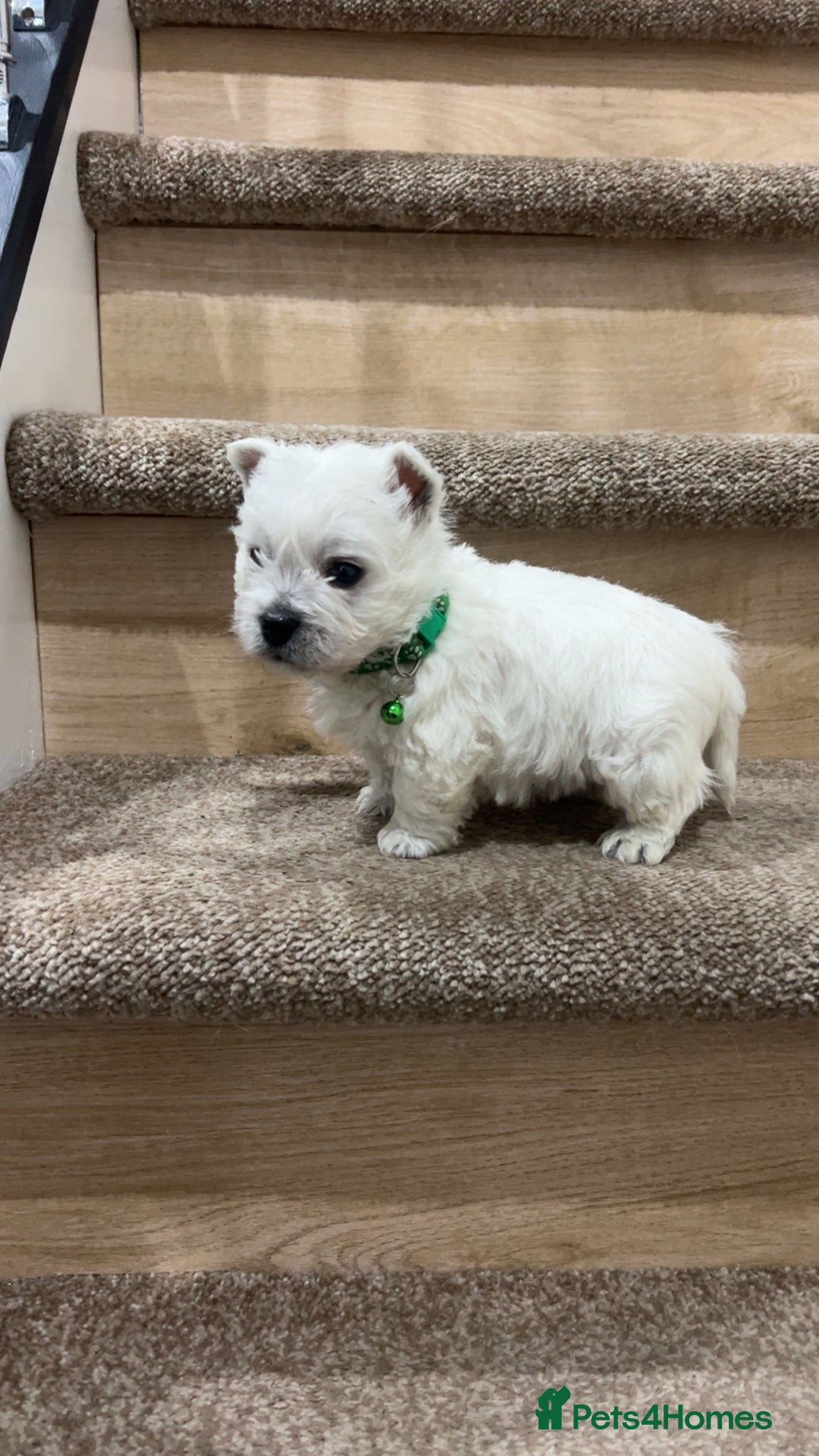 West Highland Terrier dogs for sale: Kc registered west highland white puppies.  - Advert 10