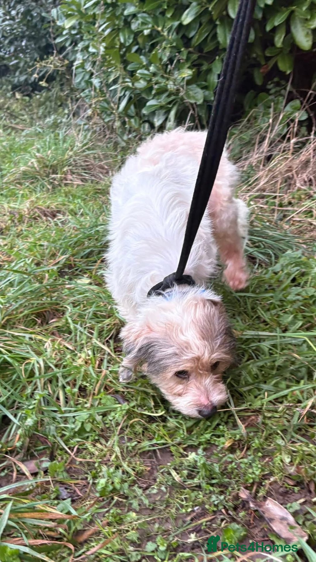Mixed Breed dogs for adoption: Max - Hingham Norfolk  - Advert 20