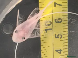 Plecos fish Albino bristlenose pleco - Advert 2