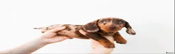 Miniature Dachshund dogs for sale: Chocolate miniature Dachshund puppies. - Advert 3