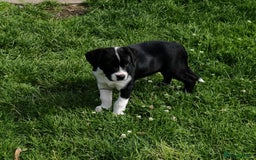 Mixed Breed dogs for sale:  ALL PUPPIES NOW SOLD - Image 17
