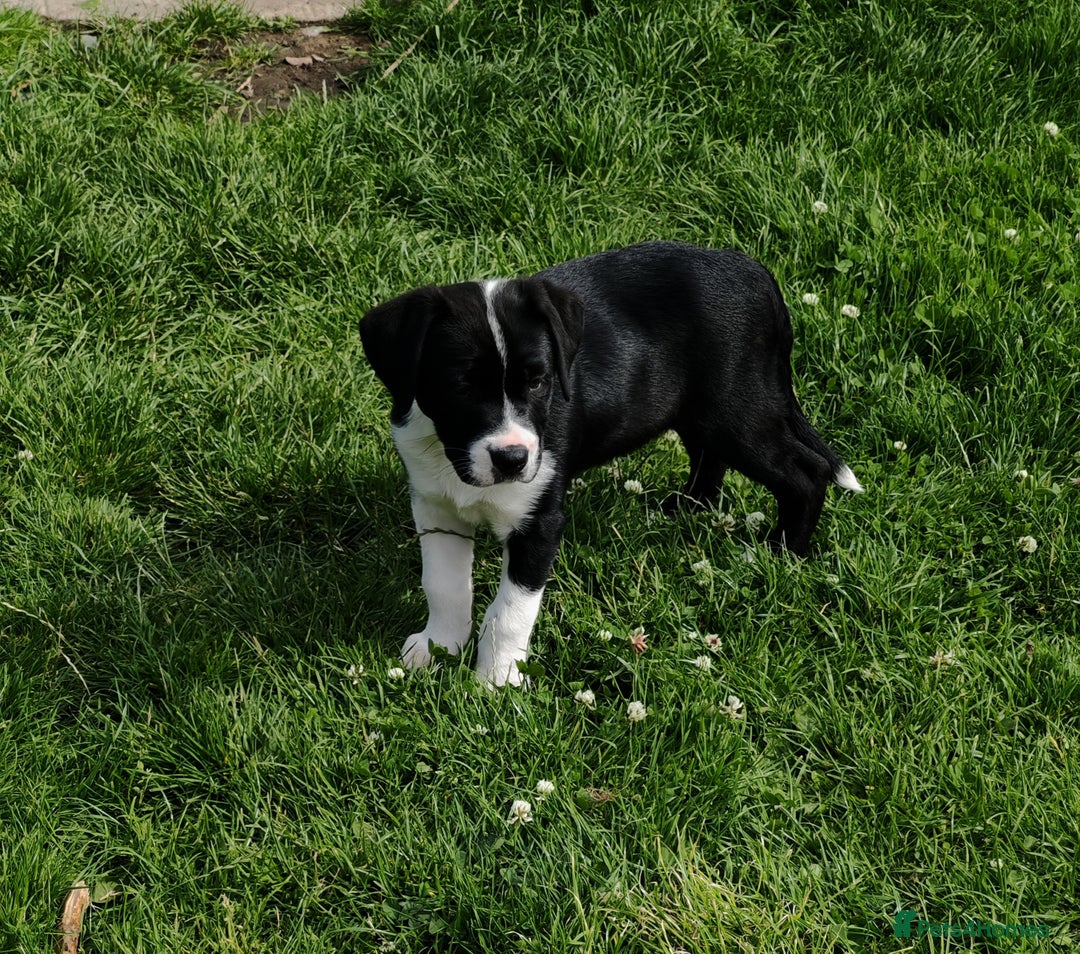 Mixed Breed dogs for sale:  ALL PUPPIES NOW SOLD - Image 17