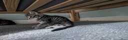 Mixed Breed cats for sale: 2 girls available  in Leicester - Advert 8
