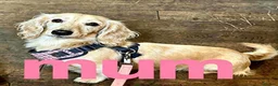 Miniature Dachshund dogs for sale: Cream KC longhaired dachshund puppies  - Advert 9