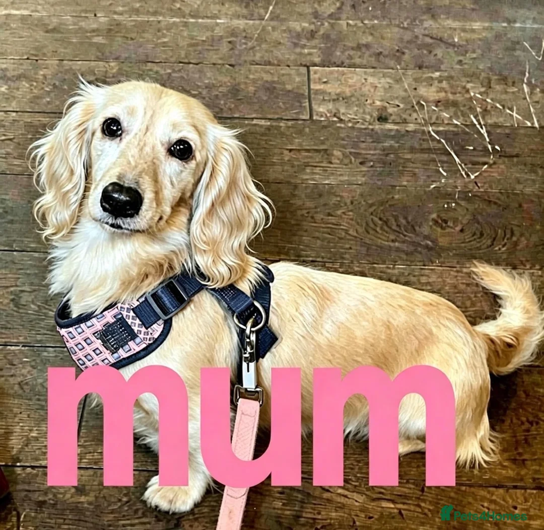 Miniature Dachshund dogs for sale: Cream KC longhaired dachshund puppies  - Advert 9