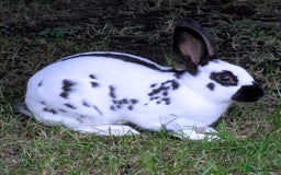 English Spot rabbits for sale: English Spot Doe - Image 4